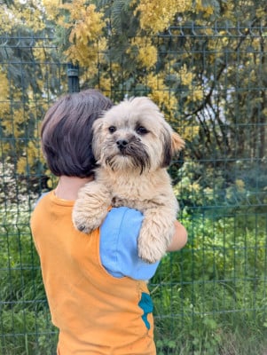 Les chiots de Lhassa Apso