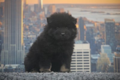 Les chiots de Eurasier