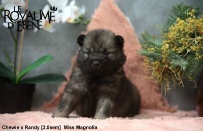 Magnolia - Eurasier