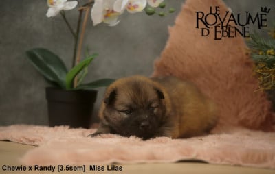 Lilas - Eurasier