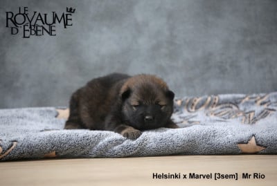 Les chiots de Eurasier