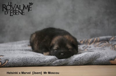 Les chiots de Eurasier