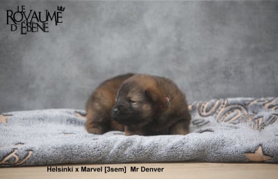 Les chiots de Eurasier