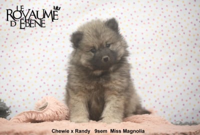 Les chiots de Eurasier