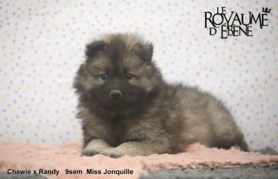 Les chiots de Eurasier
