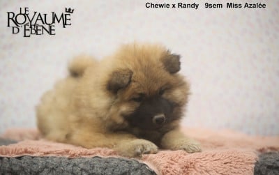 Les chiots de Eurasier