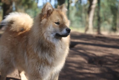Les chiots de Eurasier