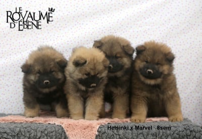 Les chiots de Eurasier