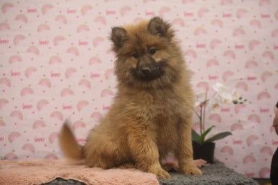 Les chiots de Eurasier