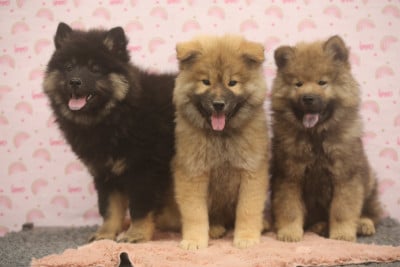 Les chiots de Eurasier