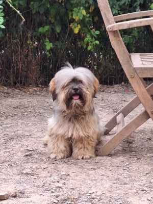 Les chiots de Lhassa Apso