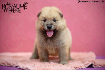 Les chiots de Eurasier