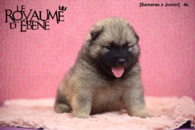 Les chiots de Eurasier