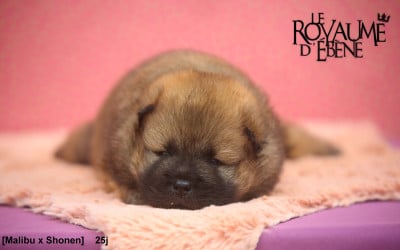 Les chiots de Eurasier