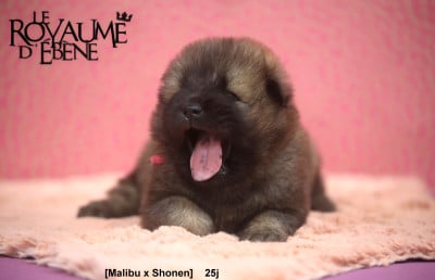 Les chiots de Eurasier