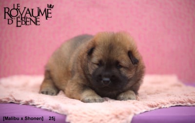 Les chiots de Eurasier