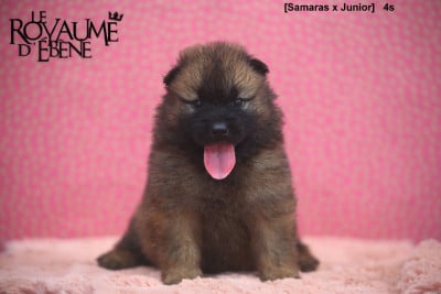 Les chiots de Eurasier