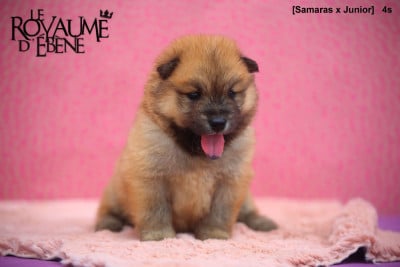 Les chiots de Eurasier