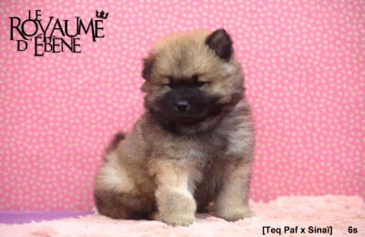 Les chiots de Eurasier