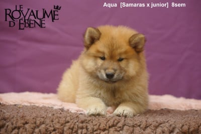 Les chiots de Eurasier