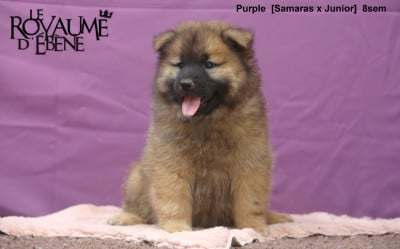 Les chiots de Eurasier