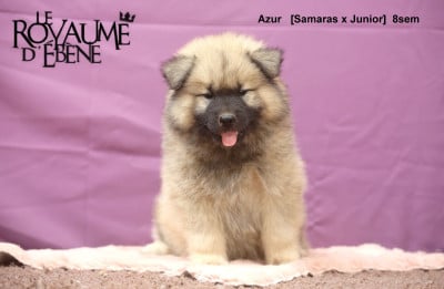 Les chiots de Eurasier
