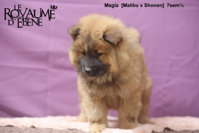Les chiots de Eurasier
