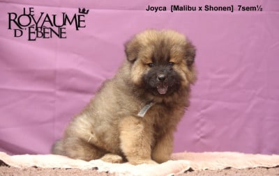 Les chiots de Eurasier
