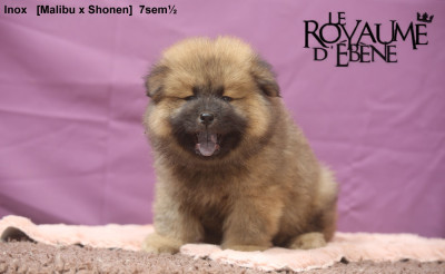 Les chiots de Eurasier