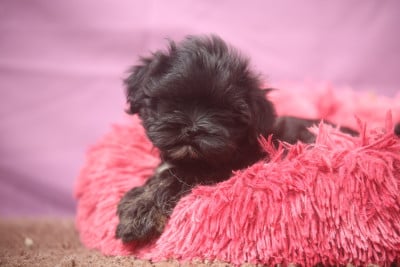 Les chiots de Lhassa Apso