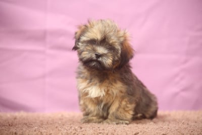 Les chiots de Lhassa Apso