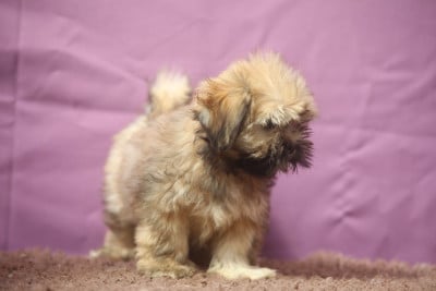 Les chiots de Lhassa Apso