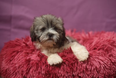 Les chiots de Lhassa Apso