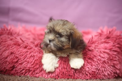 Les chiots de Lhassa Apso