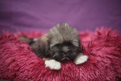 Les chiots de Lhassa Apso