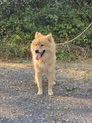 Les chiots de Eurasier