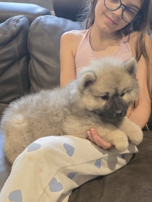 Les chiots de Eurasier