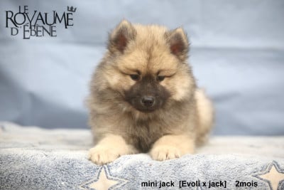 Les chiots de Eurasier