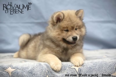Les chiots de Eurasier
