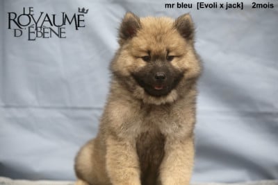 Les chiots de Eurasier