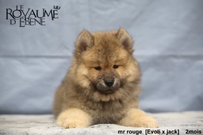 Les chiots de Eurasier
