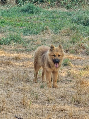 Les chiots de Eurasier
