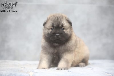 Les chiots de Eurasier