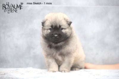 Les chiots de Eurasier