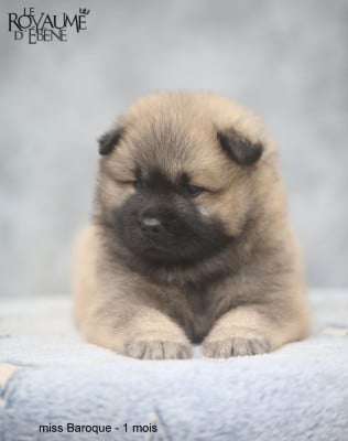 Les chiots de Eurasier