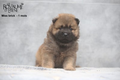 Les chiots de Eurasier