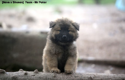 Les chiots de Eurasier