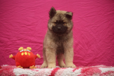 Les chiots de Eurasier