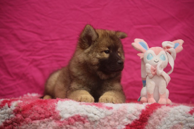Les chiots de Eurasier