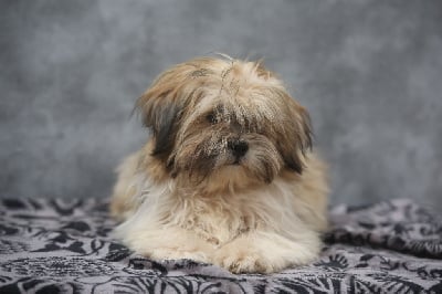Les chiots de Lhassa Apso